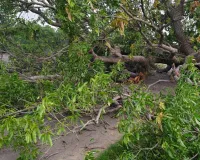 భారీ వృక్షం నెల మట్టం