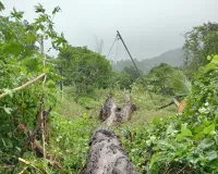 కట్టుపల్లిలో కూలిన భారీ వృక్షం- విరిగిన విద్యుత్ స్తంభం