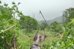 కట్టుపల్లిలో కూలిన భారీ వృక్షం- విరిగిన విద్యుత్ స్తంభం