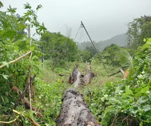 కట్టుపల్లిలో కూలిన భారీ వృక్షం- విరిగిన విద్యుత్ స్తంభం 